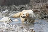 GOLDEN RETRIEVER 459